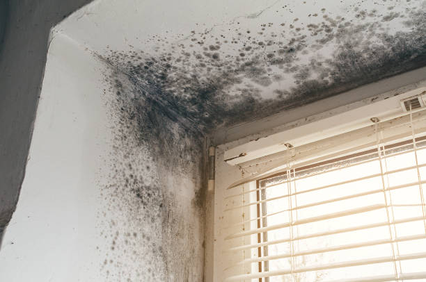 Affordable Attic Mold Remediation solutions in Jacksonville, TX