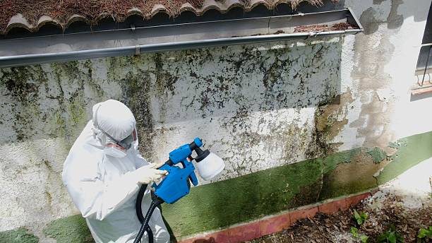 Top rated local Attic Mold Remediation specialists in Jacksonville, TX